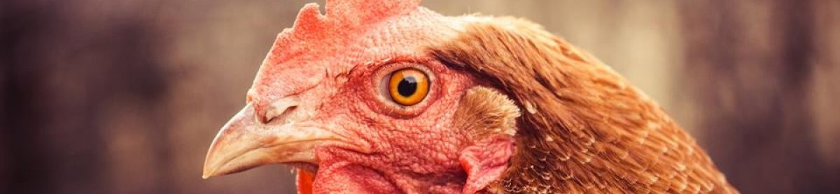 Who's going to get the chicken?